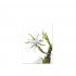 white-cactus-flower-kunstdruck-leo-la-douce-a4.jpg